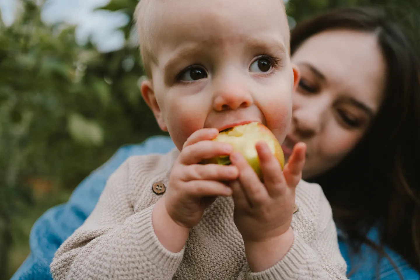 An apple orchard family session