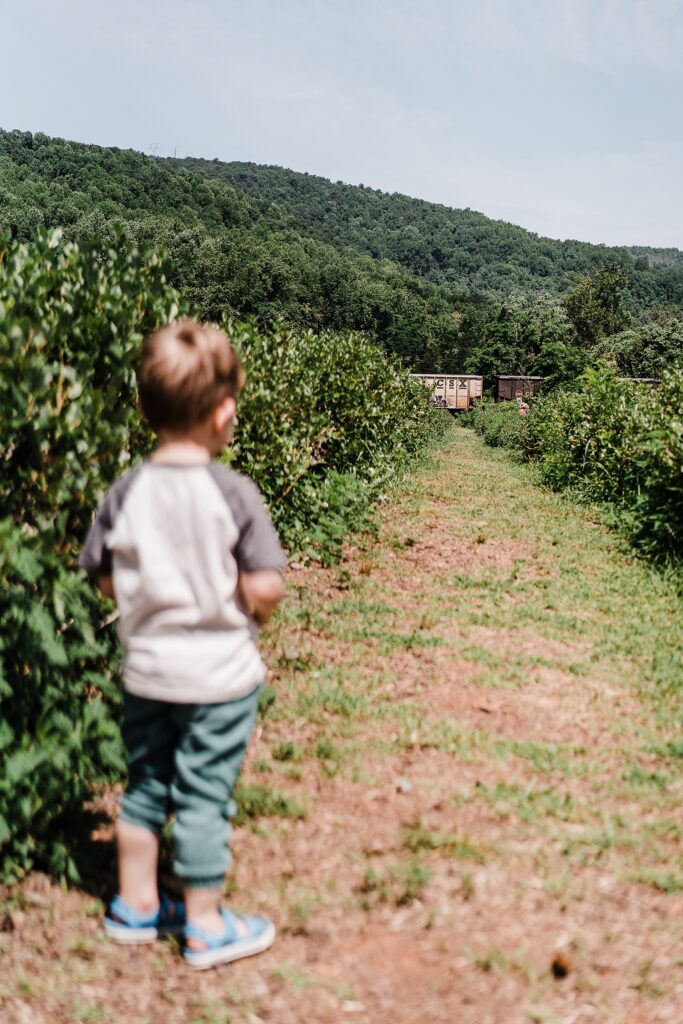 blueberry picking chiles orchard
