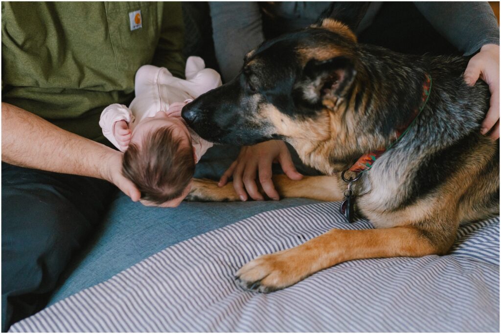casual newborn photos at home with large dog in Richmond, VA